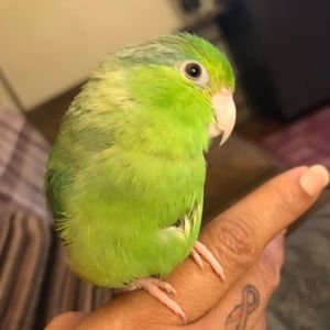 Meet your Posher, Sofia